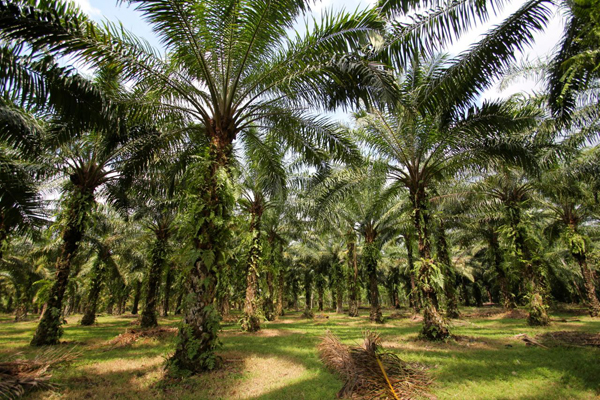 Struktur Gemuk, Satgas Kebun Tidak Punya Keberanian  Menindak Koorporasi